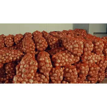 onion (15)-2499692-99668.webp